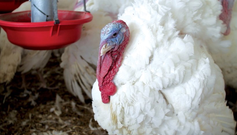 Hybrid Turkeys опубликовали новые европейские рекомендации по кормлению