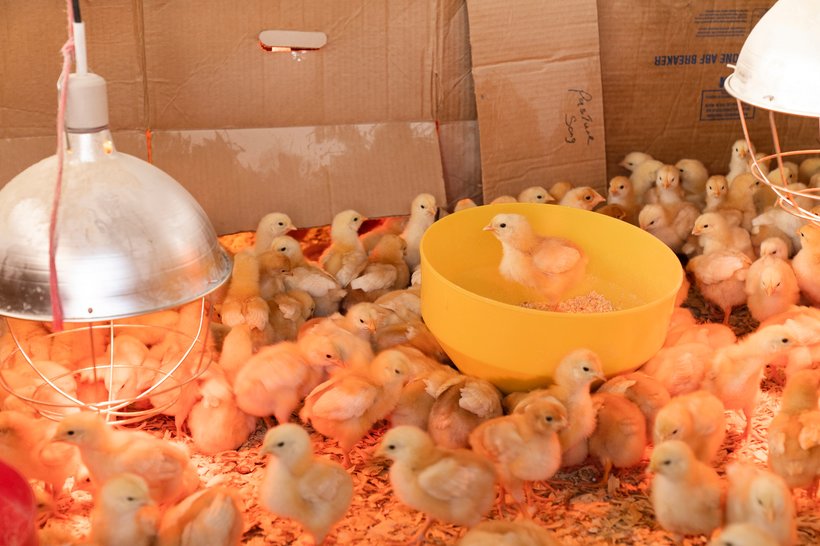 Tips and Tricks for Rearing Poultry in Hot and Tropical Climates